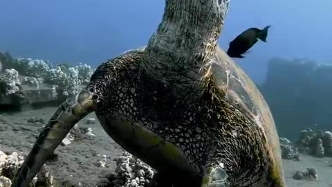 A sea turtle taking a nap on the ocean floor while fish clean its shell.