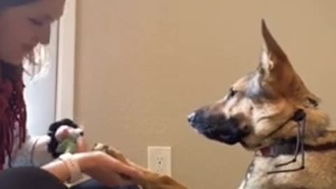 Dog training video.