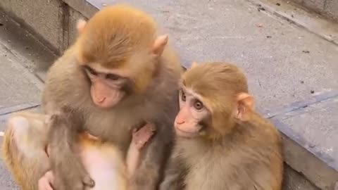 family monkey