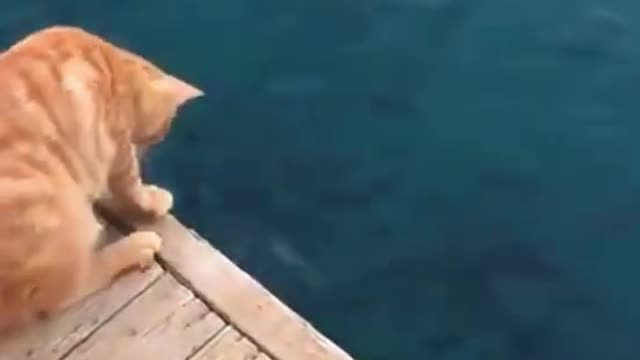 Lovely Cat Funny Video 😂