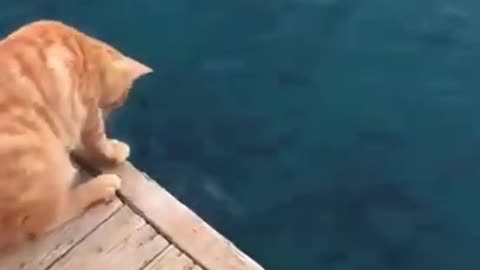 Lovely Cat Funny Video 😂