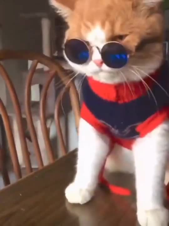 Cute Baby Cats | Funny Cat Videos Compilation