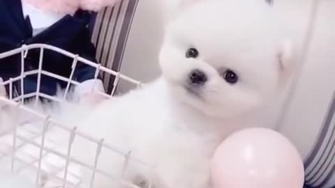 cute puppy