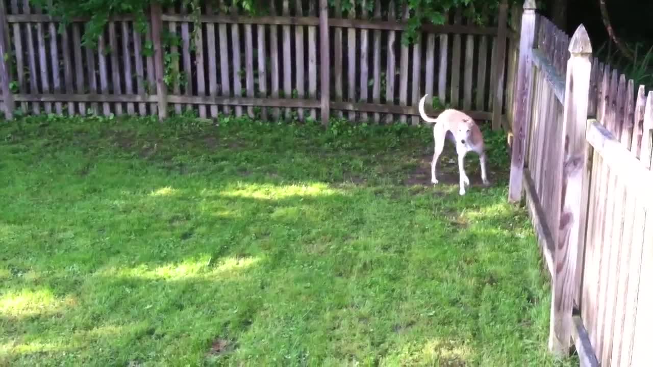 Greyhound vs Deer