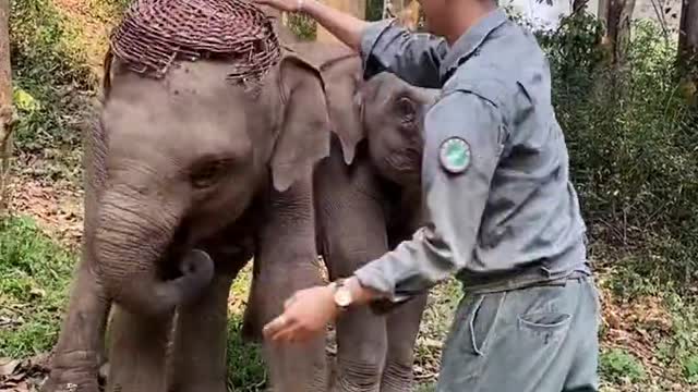 Elephant playing with the caretaker