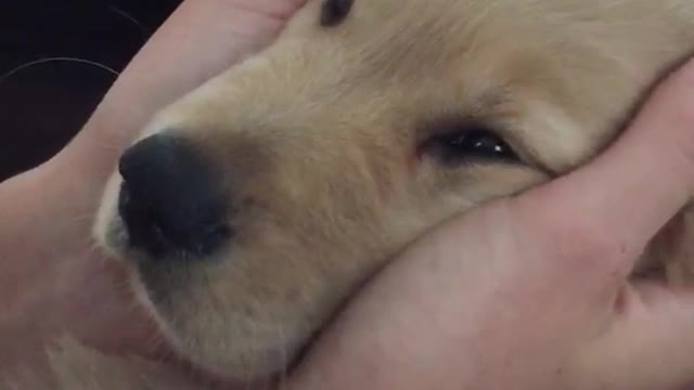 Brown dog getting face massage with tongue out