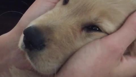 Brown dog getting face massage with tongue out