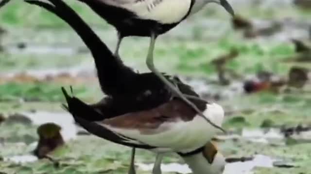 Two very beautiful water Phoenix