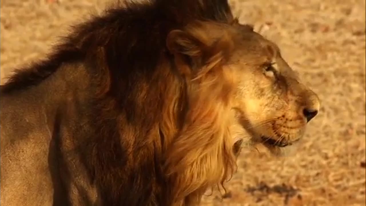 Beautiful Lion