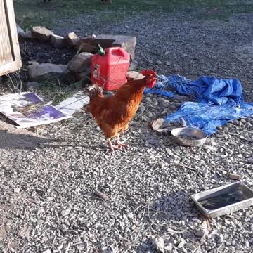 Red Rooster crowing