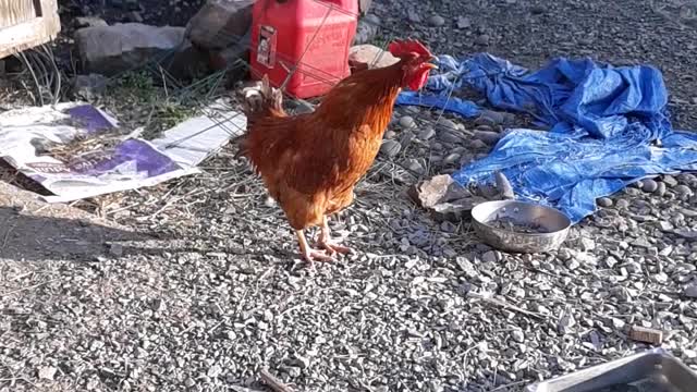 Red Rooster crowing