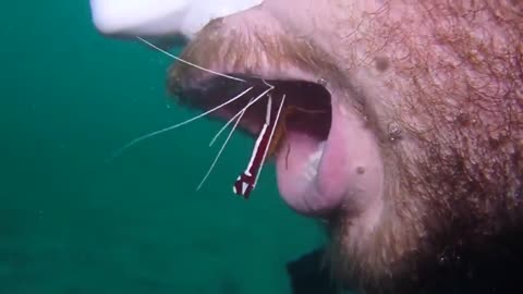 Bizarre! Man gets his teeth cleaned underwater by shrimp, internet goes crazy- Watch