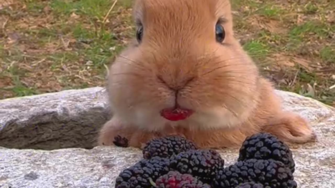 The little rabbit is eating seriously.