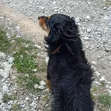 Lovely dog while to took herbs from their property