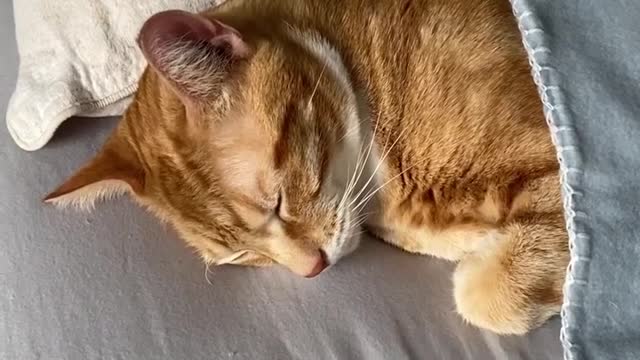 "It’s hard work being a cat 😹⁠