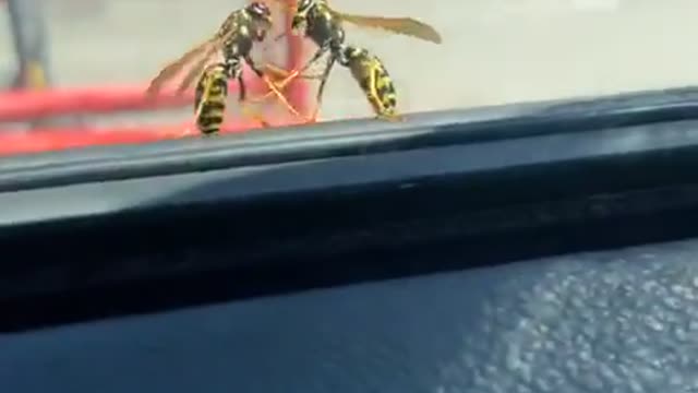 Wasps Boxing Outside of Car Window