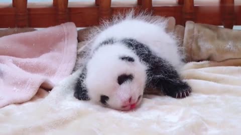 Cute Chinese baby panda