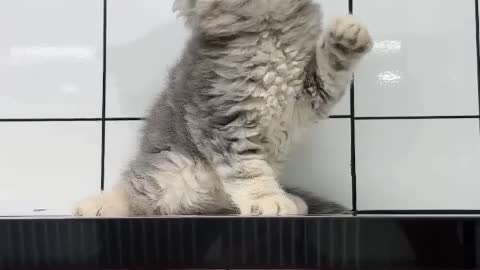 funny cat