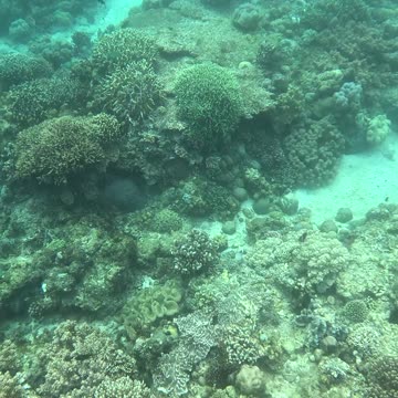 Snorkeling Adventures Philippines, Capistrano Beach Resort, Medina, Misamis Oriental, Philippines