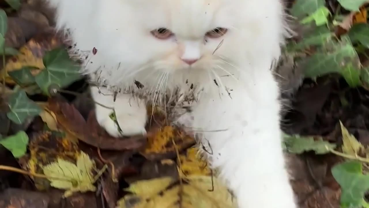 Cat Gets Dirty