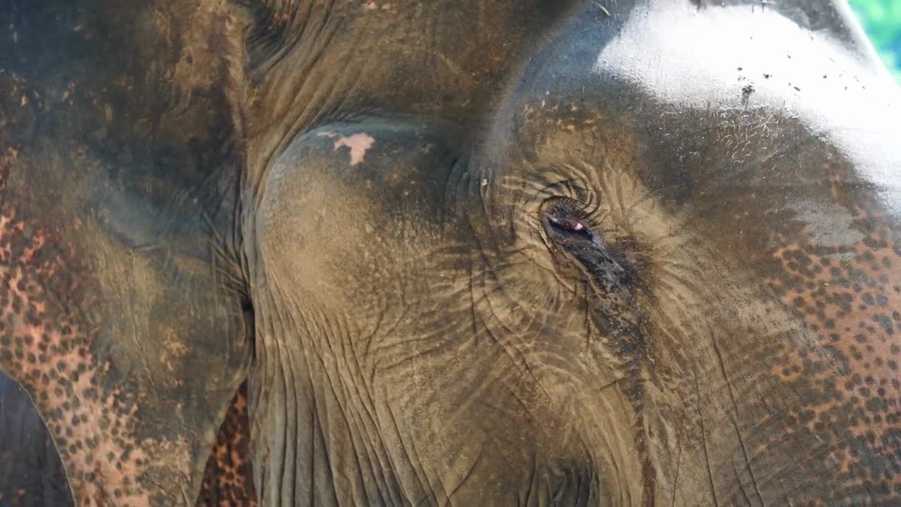 Close up shot of Asian Indian elephant. Beautiful creature in motion