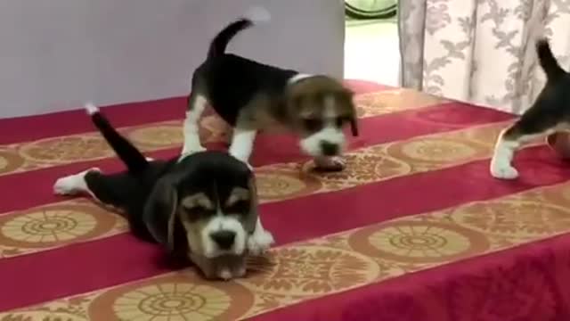 Dog very nice and very beautiful video viral