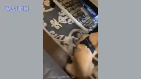 🤣Funny Dog Videos 2021 🤣 🐶