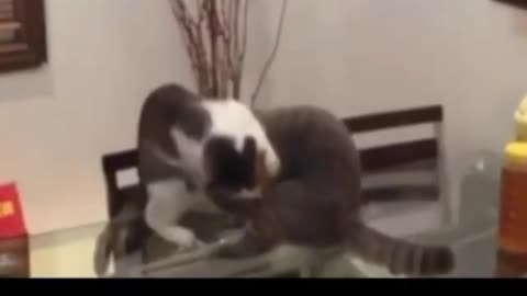 Cat game funny Kat Lene