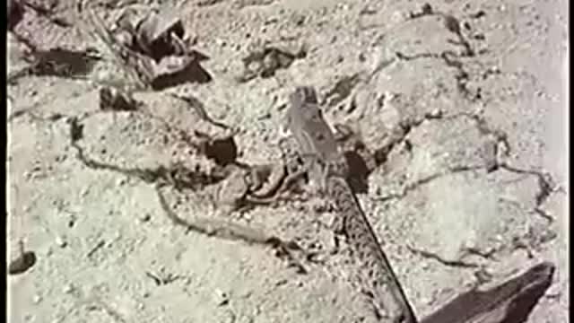 ATOMIC BOMB TESTING (1959)