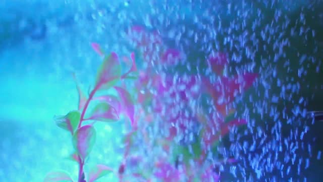 Natural aswome video