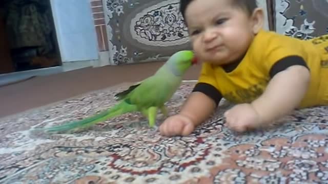 Parrot playing with kid