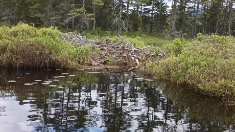 Beaver Lodge