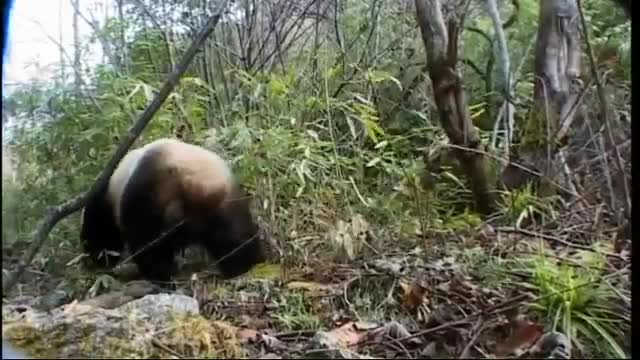 Panda Bear Marks Territory | Bears | BBC Earth