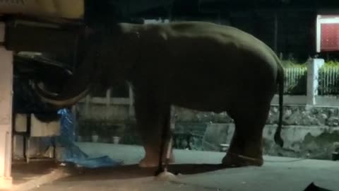 Elephant in village