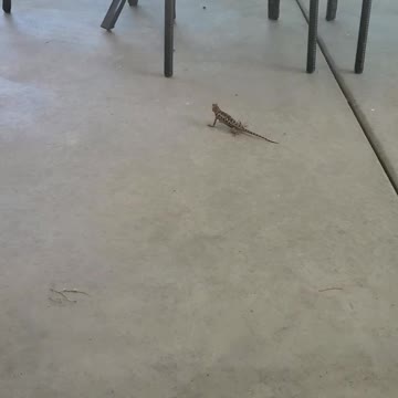 Lizards vs Birds