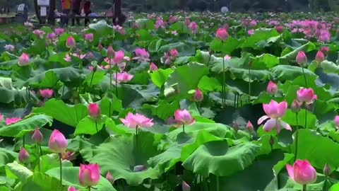 Lotus Pond