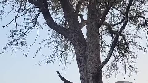 Leopard taking care of its meal from preys