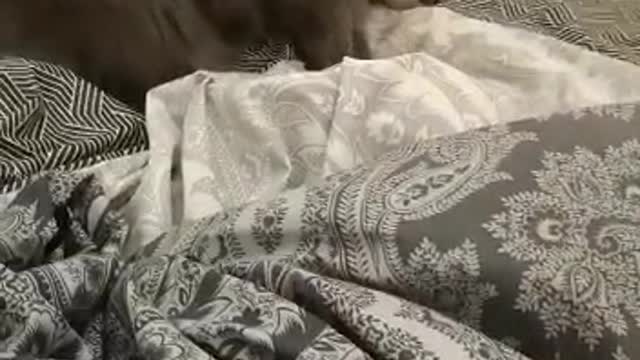 Maine Coon plays with a blanket