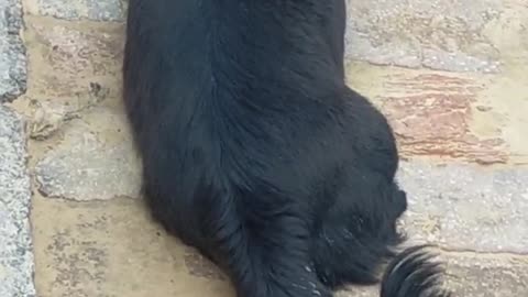 little black dog
