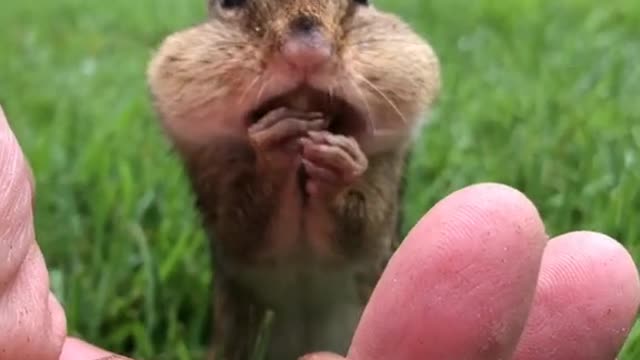 Bad nut || Larry the squirrel has a superb sense of smell