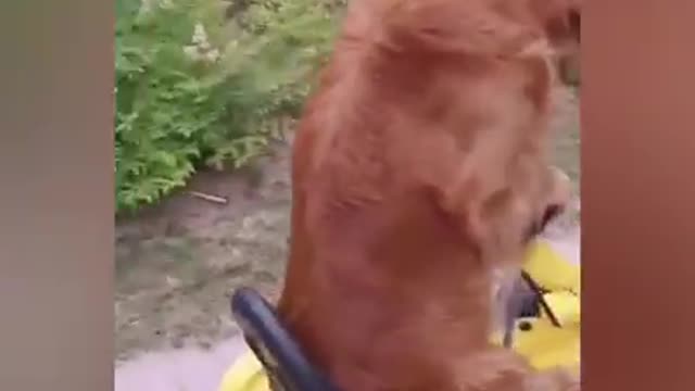 Pet funny video