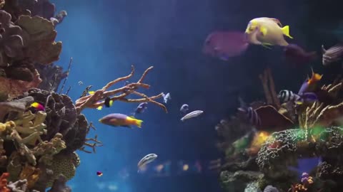 Fish tank screen saver