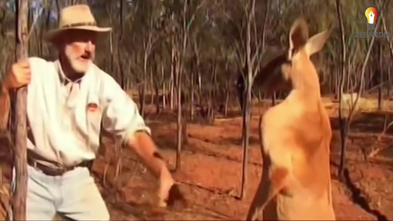 kangaroo