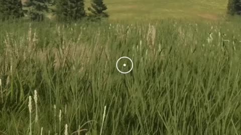 The Great White Buffalo aka Albino Bison (Hunter Call of the Wild)