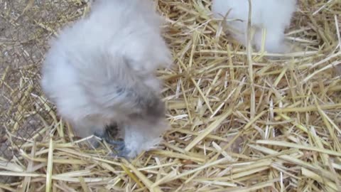 White brahma pullets