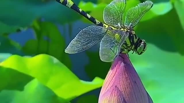 Unforgettable beauty😍 //osm nature