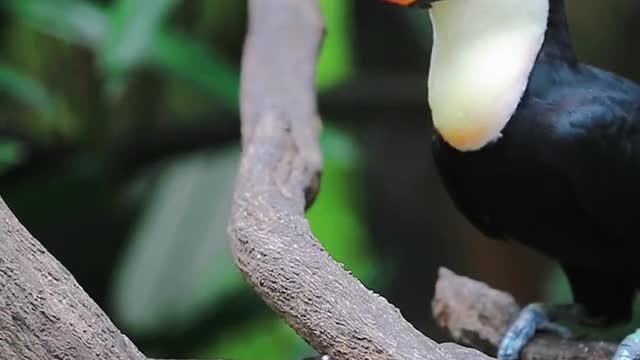 The toucan feeds