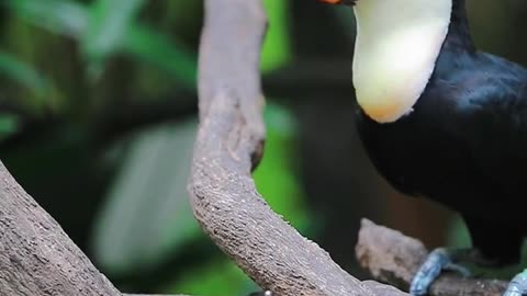 The toucan feeds