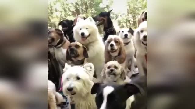 Funny cat and dog video