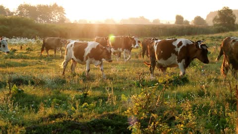 The cows at sunset, where are you going